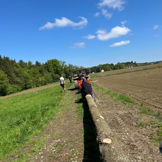 Ein Traktor zieht einen großen Baumstamm durch ein Feld an einem sonnigen Tag, während Menschen von den Seiten beobachten.