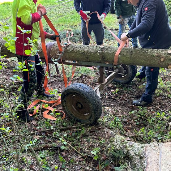 Drei Arbeiter sichern einen Baumstamm auf einem Anhänger mit orangefarbenen Gurten, wobei eine Person ein Werkzeug hält. Sie befinden sich in einem Grasbereich, umgeben von Blättern und Ästen.