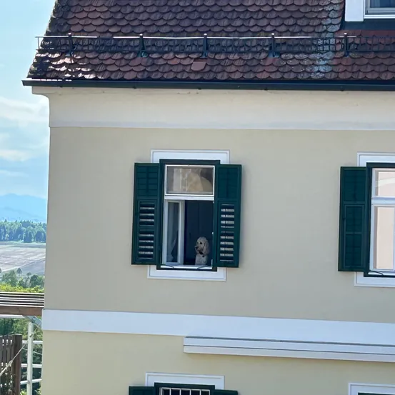 Die Seite eines Gebäudes mit einem gefliesten Dach. Ein Hund schaut aus einem Fenster.