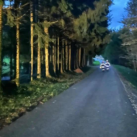 Zwei Personen fahren auf einer Straße, die von hohen Bäumen gesäumt ist, bei Dämmerung mit Fahrrädern, unter einem klaren Himmel.