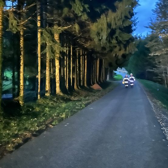 Zwei Personen fahren auf einer Straße, die von hohen Bäumen gesäumt ist, bei Dämmerung mit Fahrrädern, unter einem klaren Himmel.