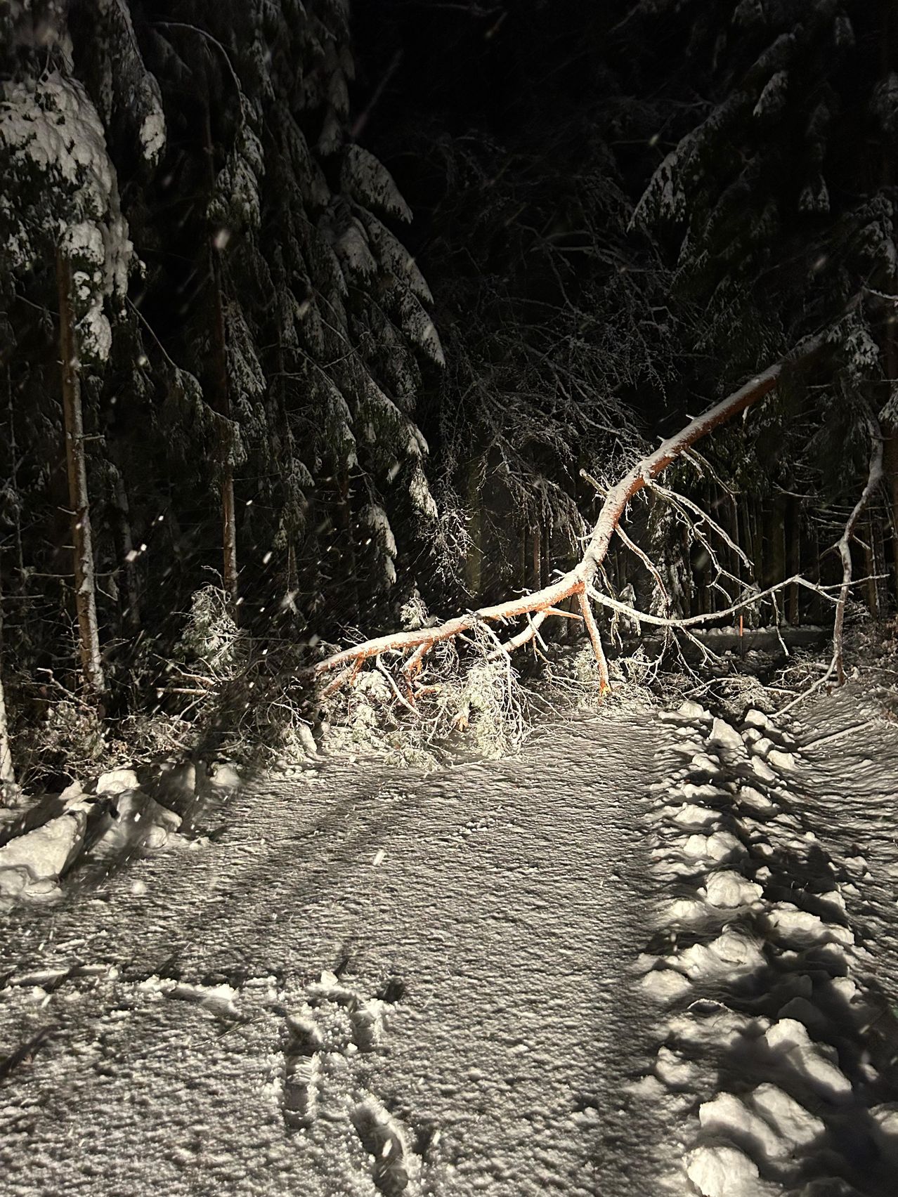 Eine nächtliche Waldszene mit einem umgestürzten Baum, der einen Pfad blockiert. Schnee bedeckt den Boden und die Bäume, und Äste sind umhergestreut.