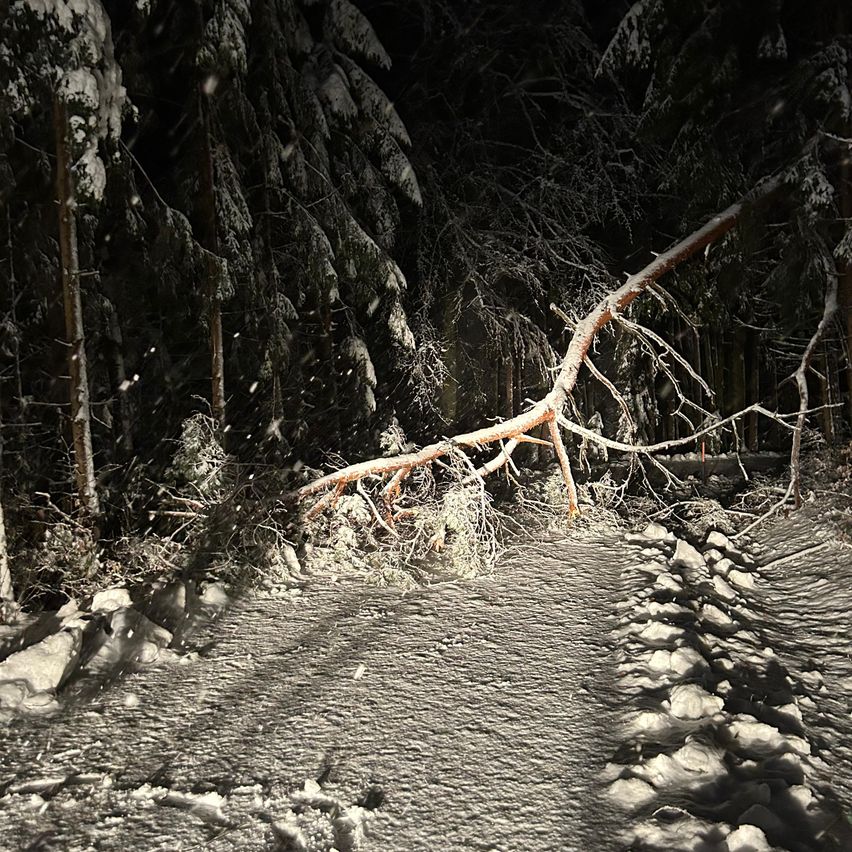 Eine nächtliche Waldszene mit einem umgestürzten Baum, der einen Pfad blockiert. Schnee bedeckt den Boden und die Bäume, und Äste sind umhergestreut.