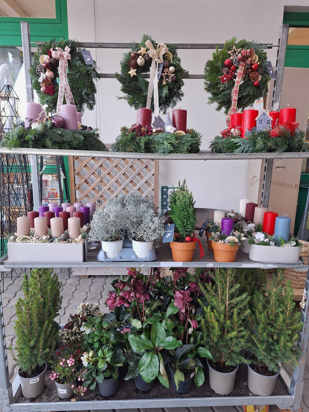 Ein Metallregal zeigt verschiedene Kränze und Topfpflanzen. Drei Kränze mit Kerzen sind auf dem obersten Regal. Darunter befinden sich verschiedene Topfpflanzen, einschließlich eines Lavendelbuschs. Das unterste Regal hält weitere Pflanzen und Blumen.