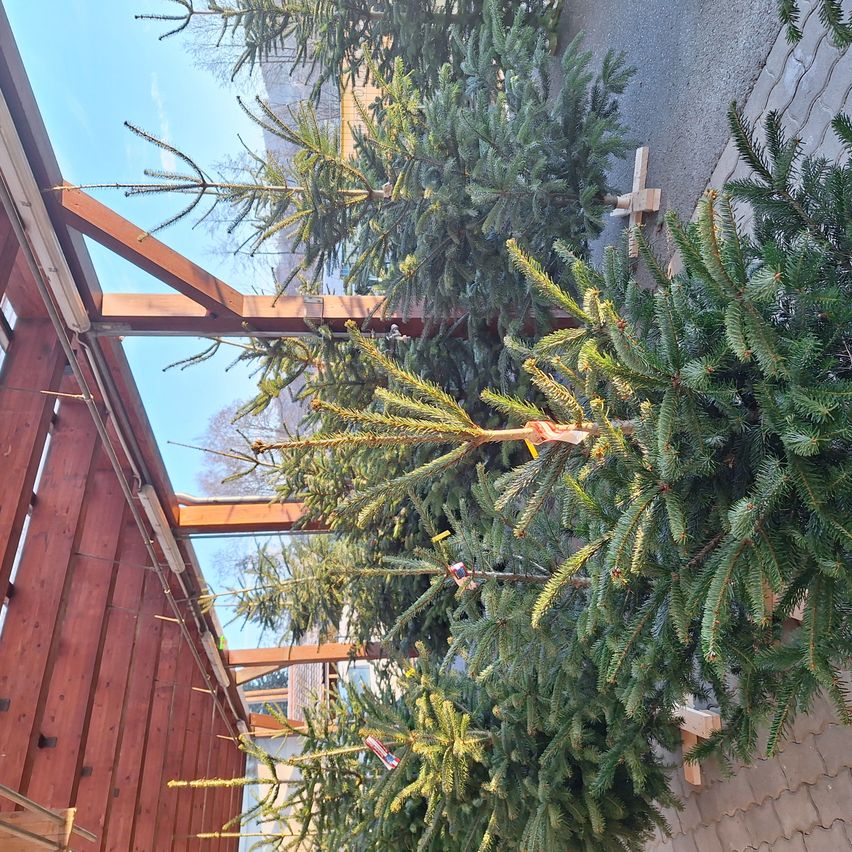 Einige Weihnachtsbäume stehen in einer Reihe, wahrscheinlich in einem Markt. Sie haben ein paar Etiketten. Die Bäume sind grün und haben Äste. Dahinter befindet sich eine Holzkonstruktion.