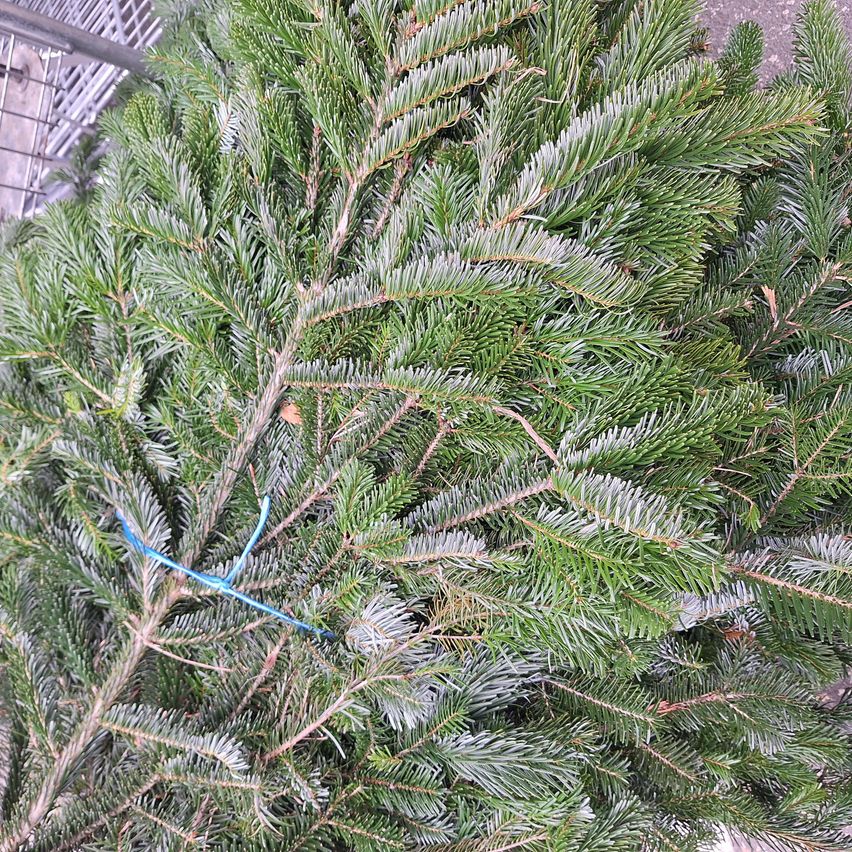 A close-up view of a Christmas tree with branches tightly packed, showing needle-like leaves and a blue ribbon tied around the branches.