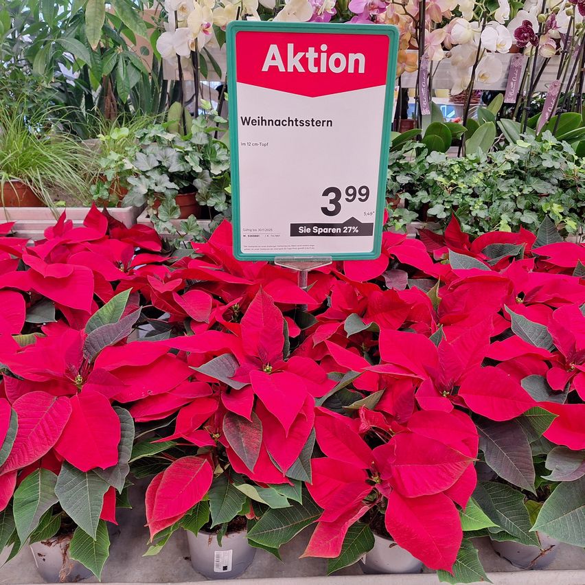Ein Aktionsschild für Weihnachtsbäume zum Preis von 3,99 Euro, ausgestellt in einem Garten mit mehreren Topfpflanzen und Blumen im Hintergrund.