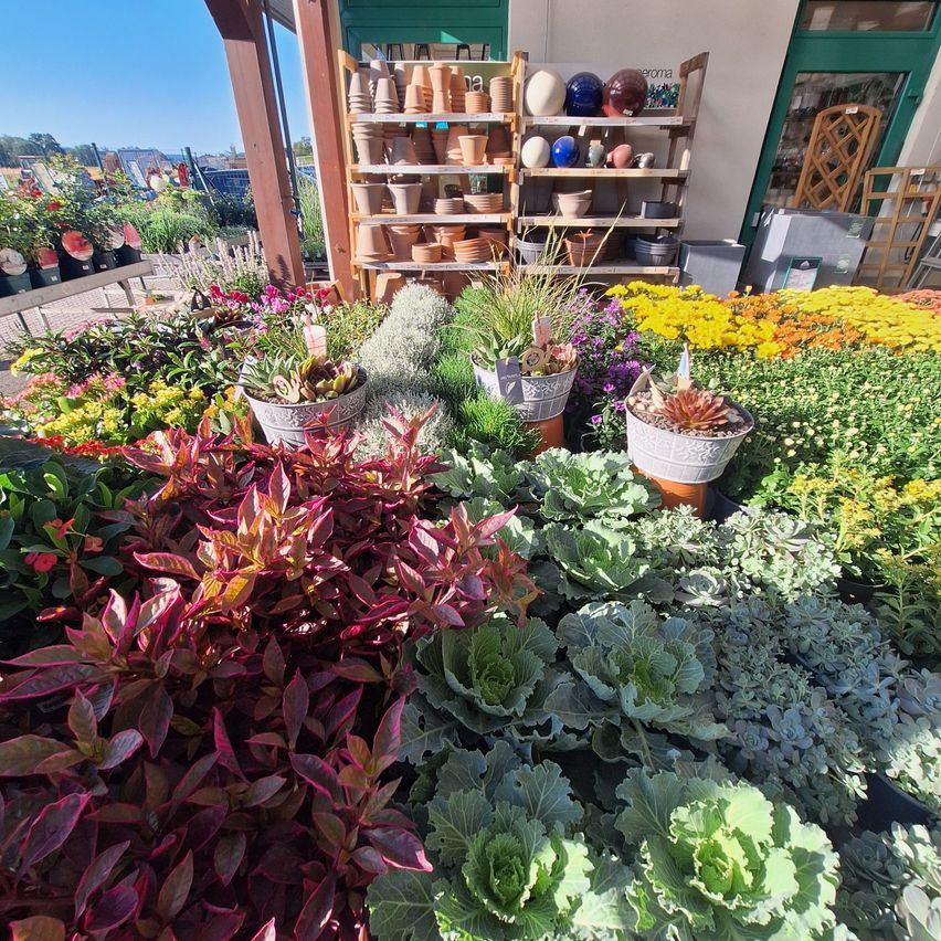 A vibrant garden display with a variety of colorful plants, succulents, and flowers, arranged in pots and containers. The background features a store with shelves of pottery and a wooden structure.
