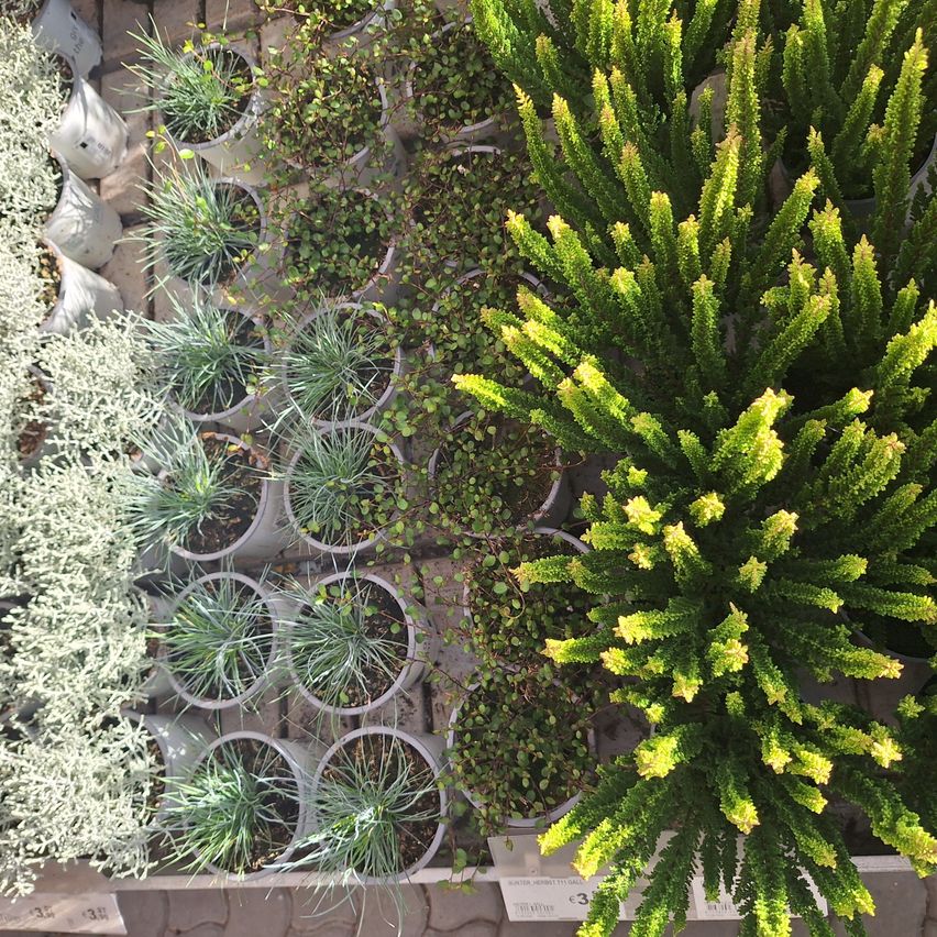 A top-down view of a garden with various potted plants, including a large yellow-flowered plant on the right.