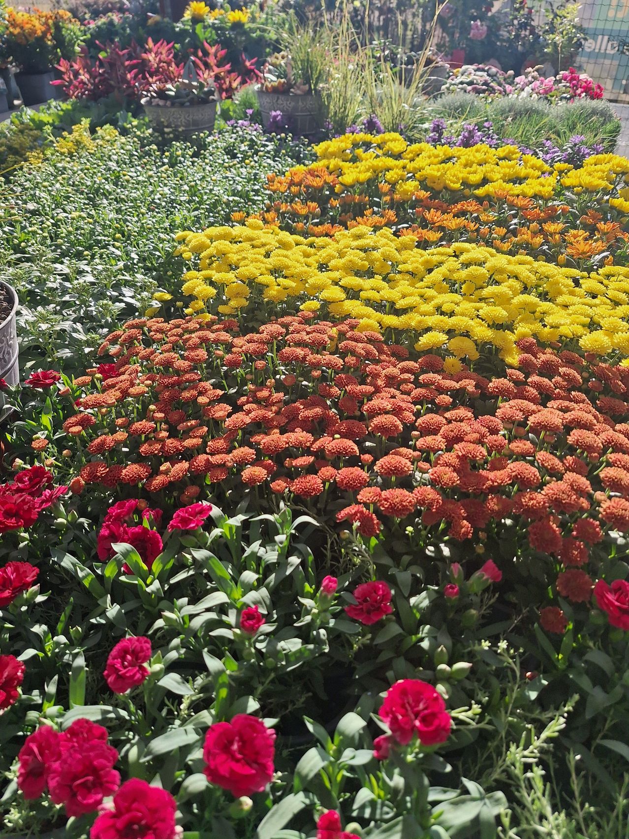A garden filled with vibrant flowers, including yellow, orange, and red blooms, arranged in a colorful display.