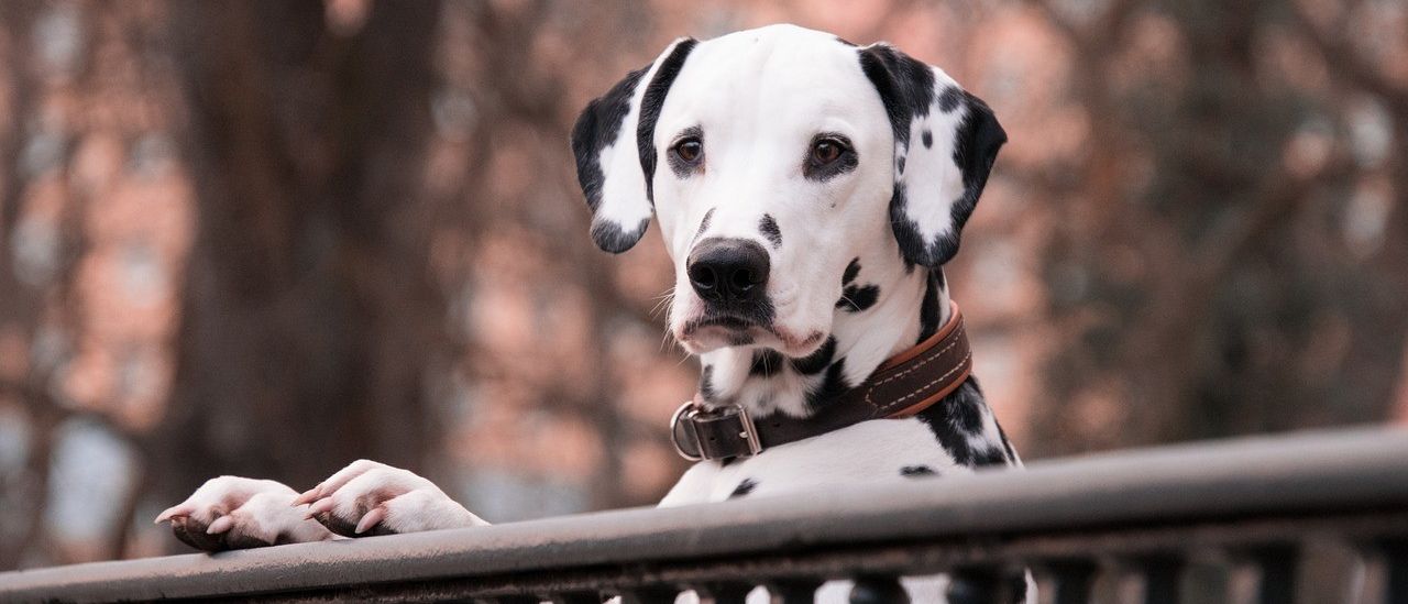Bild enthält, Animal, Canine, Mammal, Pet, Dog, Dalmatian