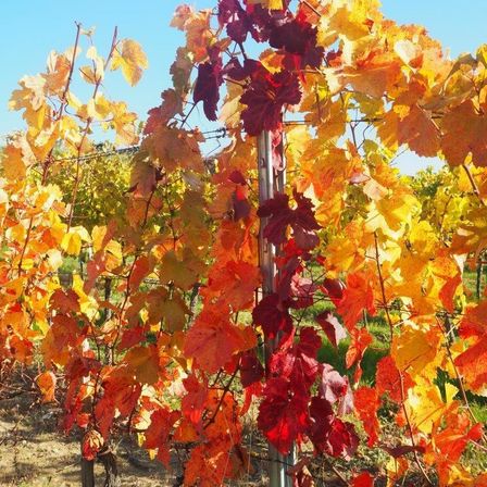 Bild enthält, Leaf, Plant, Nature, Outdoors, Countryside, Tree, Rural, Farm, Vineyard
