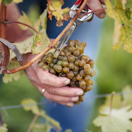 Bild enthält, Nature, Outdoors, Fruit, Grapes, Plant, Produce, Countryside, Rural, Farm, Vine