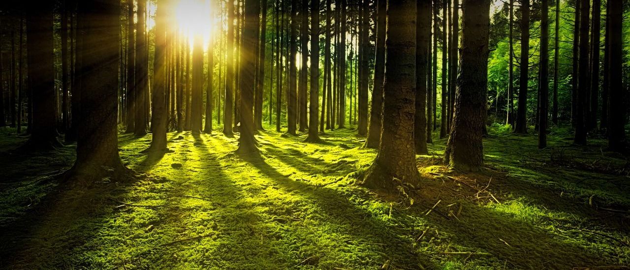 Sunlight, Vegetation, Land, Nature, Outdoors, Woodland, Scenery, Sky, Sun, Flare