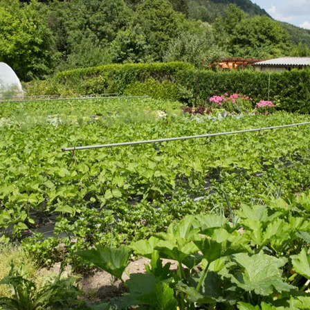 Ein Gemüsegarten im Freien mit grünen Blattgemüse und rosa Blumen im Hintergrund, einem Gewächshaus und einem Haus mit Dach.