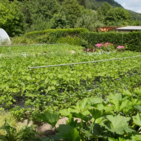 Ein Gemüsegarten im Freien mit grünen Blattgemüse und rosa Blumen im Hintergrund, einem Gewächshaus und einem Haus mit Dach.