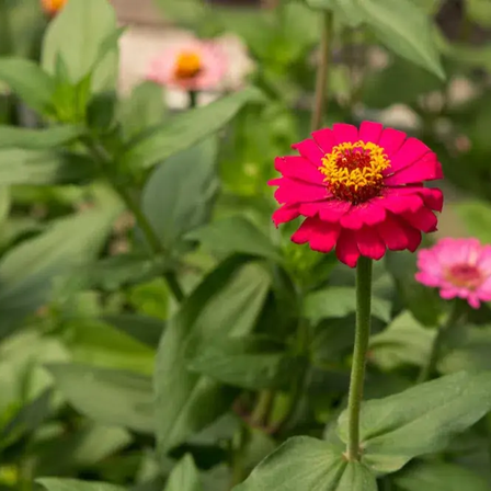 Eine leuchtend rosa Blume mit gelben Blütenblättern und einem grünen Stiel sticht in einem Garten mit üppigen grünen Blättern hervor.