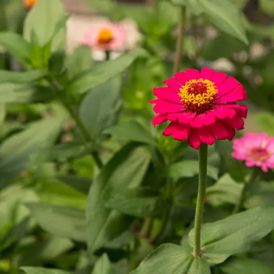Eine leuchtend rosa Blume mit gelben Blütenblättern und einem grünen Stiel sticht in einem Garten mit üppigen grünen Blättern hervor.