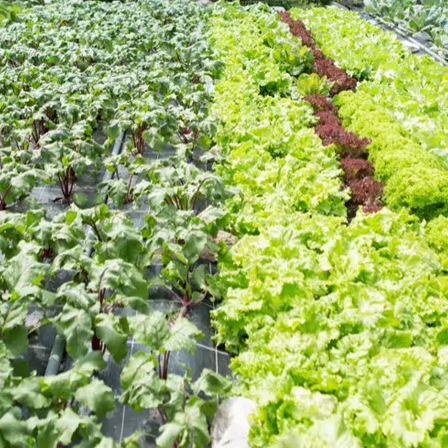 Ein Garten mit verschiedenen Pflanzen, einschließlich grünem Blattgemüse und roten Rüben, ist in Reihen organisiert.