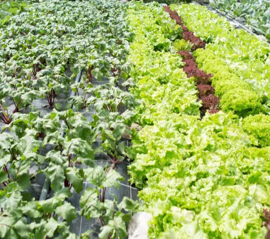 Ein Garten mit verschiedenen Pflanzen, einschließlich grünem Blattgemüse und roten Rüben, ist in Reihen organisiert.