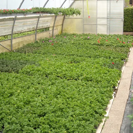 Ein Gewächshaus mit üppigen grünen Pflanzen, einige mit roten Blüten, unter einem Metallrahmen. Ein Weg und ein grüner Hecken sind rechts.