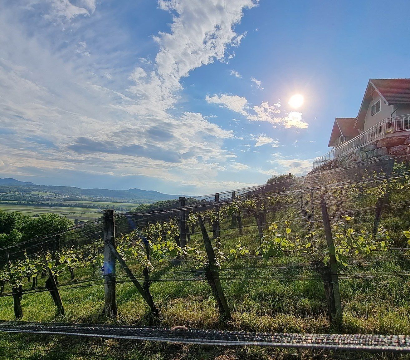 Ein Weinberg mit einem Haus und Bergen im Hintergrund unter einem blauen Himmel mit weißen Wolken.