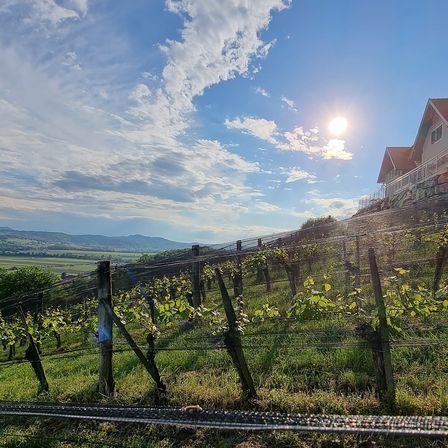 Ein Weinberg mit einem Haus und Bergen im Hintergrund unter einem blauen Himmel mit weißen Wolken.