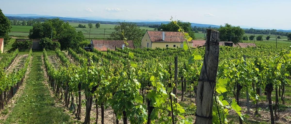 Bild enthält, Nature, Outdoors, Countryside, Rural, Farm, Vineyard, Alcohol, Beverage, Wine Tour, Sky