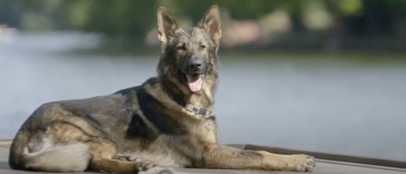 Ein Deutscher Schäferhund mit Halsband liegt auf einem Holzsteg am See. Der Hund schaut nach rechts und hat die Zunge herausgestreckt.