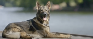 A German shepherd dog with a collar is lying on a wooden dock by the lake. The dog is looking to the right with its tongue out.