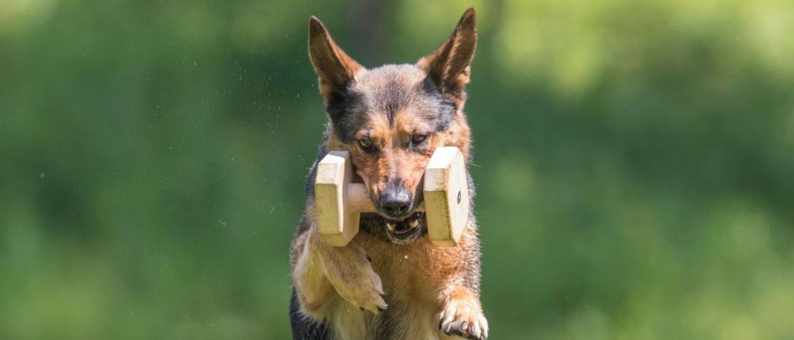 A German Shepherd is jumping over a barrier with two wooden weights in its mouth.