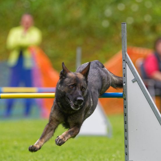 A dog is jumping over a hurdle on a grassy field. Two people are standing behind, one in a yellow jacket and the other in a red shirt.