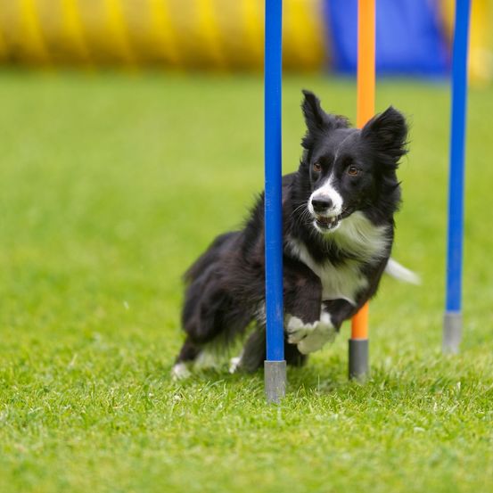 A black and white dog is energetically navigating an agility course, leaping over poles on a grassy field.