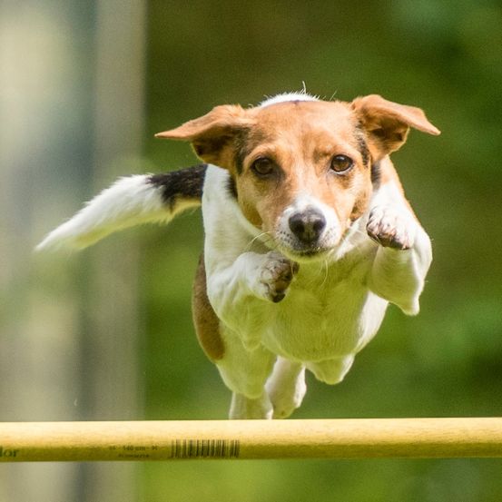 A dog jumps over a wooden obstacle, with its paws raised, showcasing agility and enthusiasm. The dog has a brown and white coat and is mid-air.