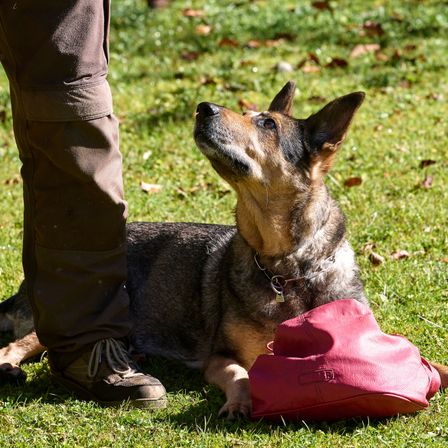 Ein Hund liegt auf Gras mit erhobenem Kopf und schaut eine Person an. Ein roter Beutel ist in der Nähe.