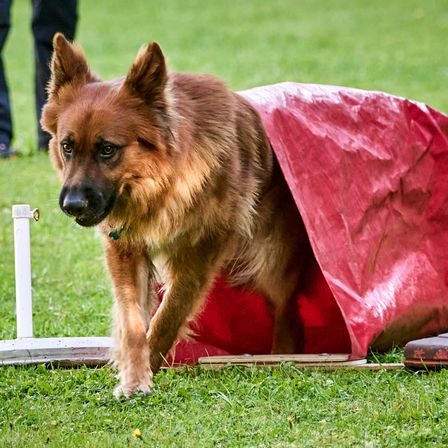 Ein brauner Deutscher Schäferhund verlässt einen roten Tunnel auf einem Rasen, mit einem weißen Pfosten links und einer Person im Hintergrund.