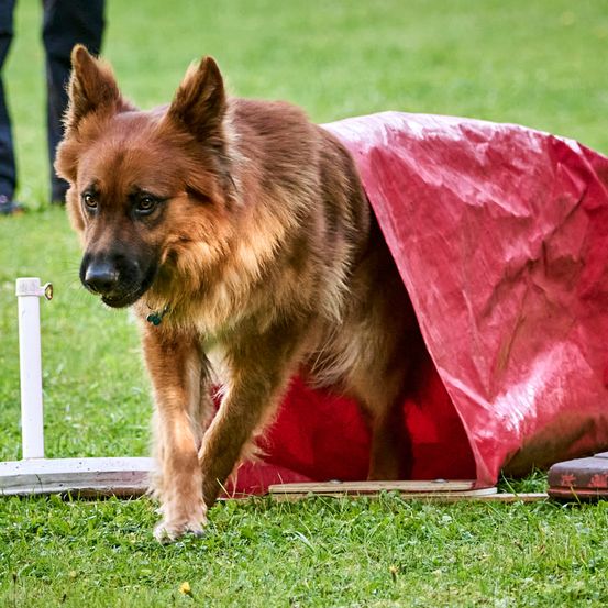 A brown German shepherd exits a red tunnel on a grassy field, with a white pole to the left and a person standing in the background.