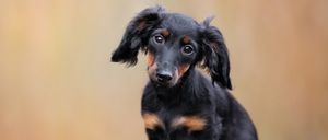 Ein kleiner schwarzer und brauner Dackel steht auf einer Holzoberfläche.