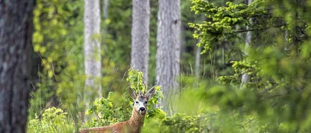 v1_migrated_image_91703364