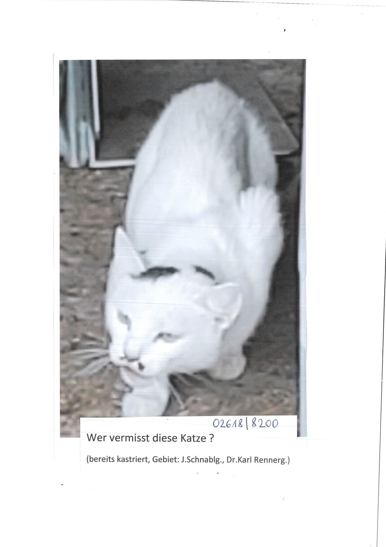 Eine weiße Katze mit einem schwarzen Fleck auf der Stirn steht auf dem Boden. Die Katze ist bereits kastriert. Ein deutscher Text lautet: 'Wer vermisst diese Katze?'. Das Bild hat einen Wasserzeichen mit der Aufschrift '02648/8200'.