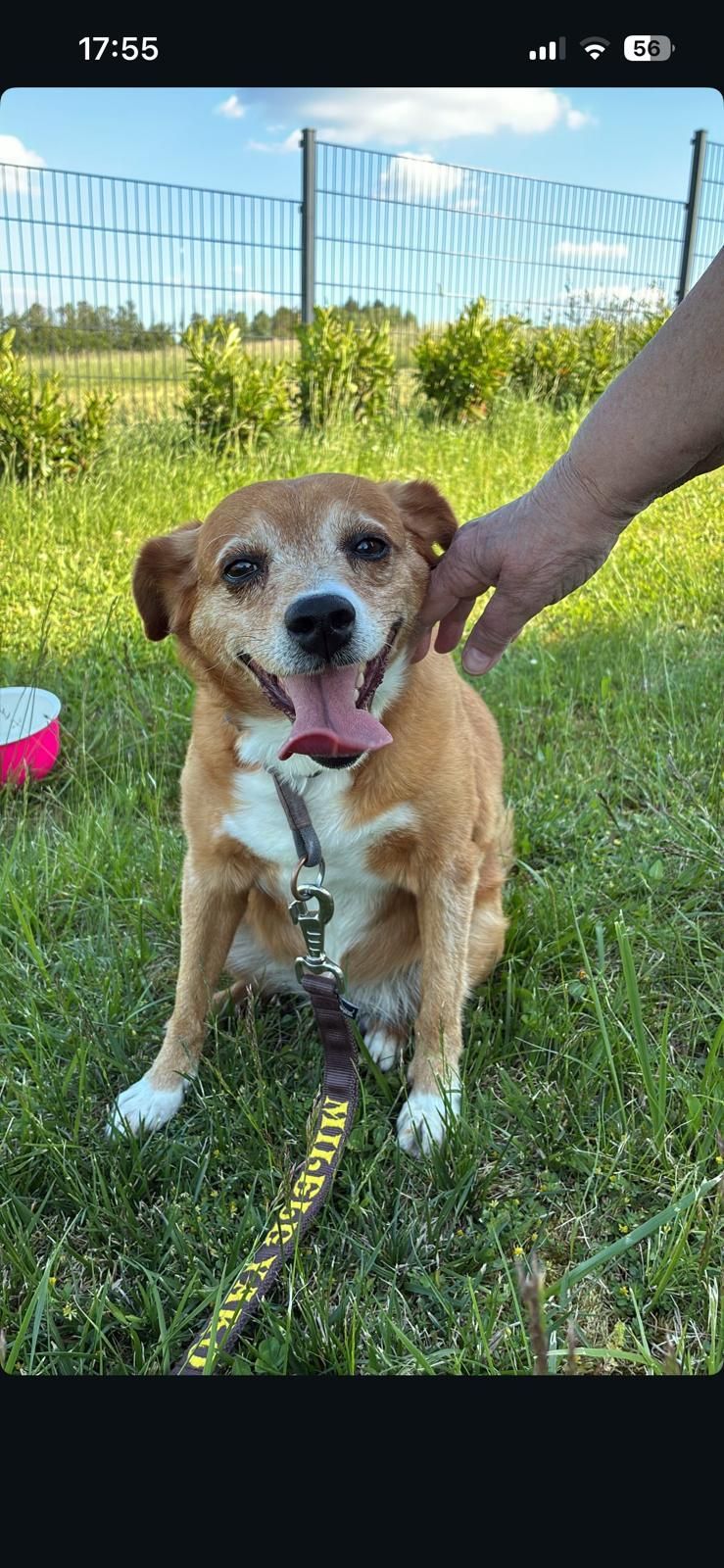 Ein braun-weißer Hund mit heraushängender Zunge sitzt auf grünem Gras, während eine Hand ihn streichelt. Ein rosa Schüssel liegt in der Nähe.