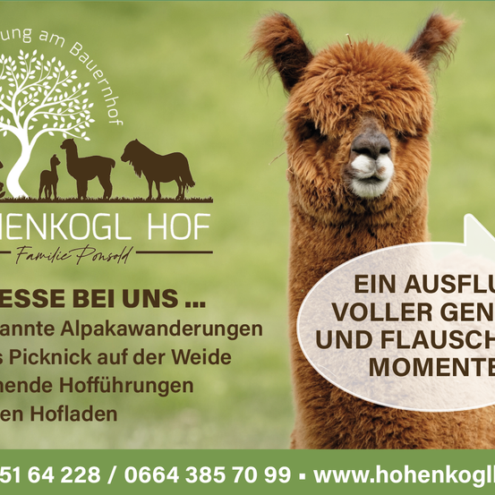 Hohenkogl Hof-Werbung zeigt einen Baum und Tiere. Ein Alpaka mit Nahaufnahme des Gesichts. Abenteuer mit vollen Momenten der Freude und aufregenden Erfahrungen. Kontakt: 51 64 228 / 0664 385 70 99 - www.hohenkogl.at.