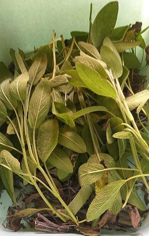 A pile of dried sage leaves, some with brown spots, in a white container.