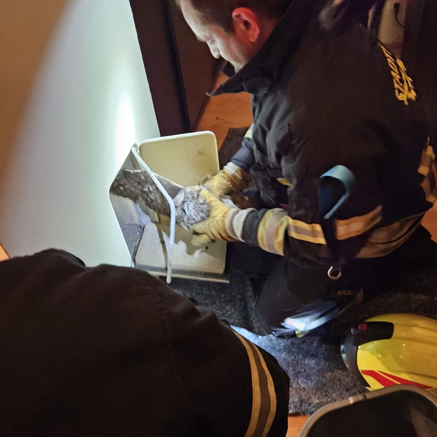 Ein Feuerwehrmann in einer schwarzen und gelben Jacke mit gelben Handschuhen kniet auf einem Teppichboden und rettet einen Vogel aus einer weißen Box.