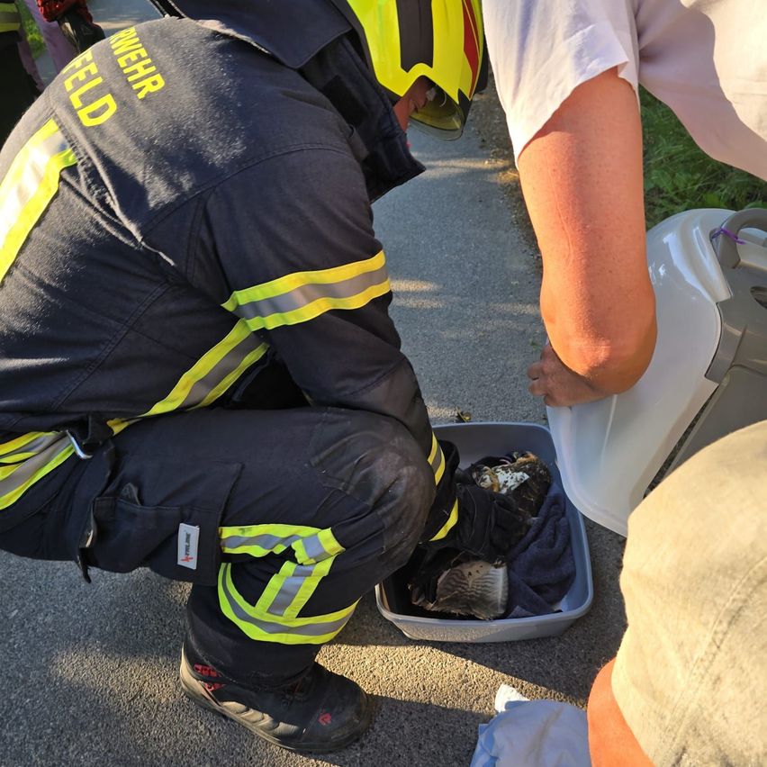 Ein Feuerwehrmann kniet sich, um einen Vogel in einem Behälter zu untersuchen, während eine andere Person Wasser aus einem Krug gießt.