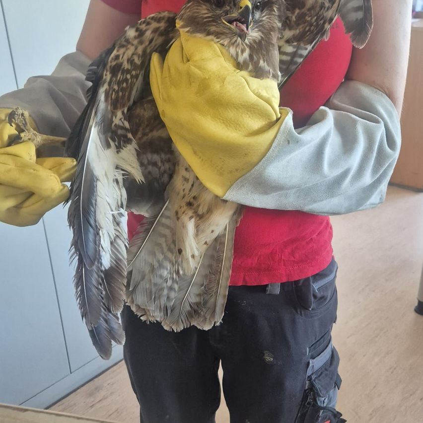 Eine Person hält einen Vogel, wahrscheinlich einen Falken, mit gelben Handschuhen. Die Flügel des Vogels sind ausgebreitet, und seine Federn sind zerzaust. Die Person steht in einem Raum mit einem Holzboden.