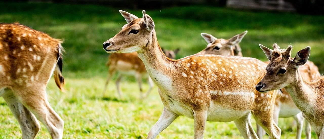 Eine Gruppe von Rehen, einschließlich einer Ricke mit weißen Flecken, geht auf einer grasigen Wiese.