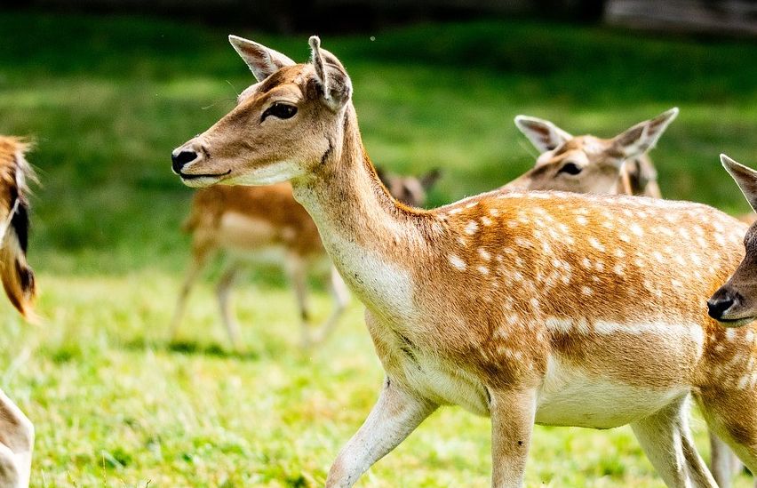 Eine Gruppe von Rehen, einschließlich einer Ricke mit weißen Flecken, geht auf einer grasigen Wiese.