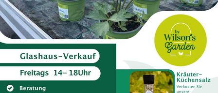 Das Bild zeigt einen Gewächshausverkauf mit Kräutern und Pflanzen. Der Verkauf findet freitags von 14-18 Uhr statt. Beratung, Pflege und Anwendungstipps für Kräuter werden angeboten.