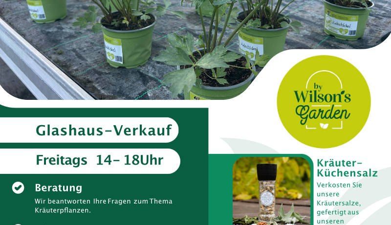 Das Bild zeigt einen Gewächshausverkauf mit Kräutern und Pflanzen. Der Verkauf findet freitags von 14-18 Uhr statt. Beratung, Pflege und Anwendungstipps für Kräuter werden angeboten.